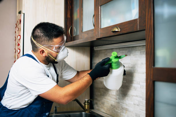 Best Termite Control Services  in Buffalo, MN