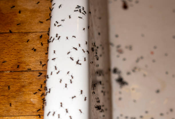 Best Flea Control Services  in Buffalo, MN